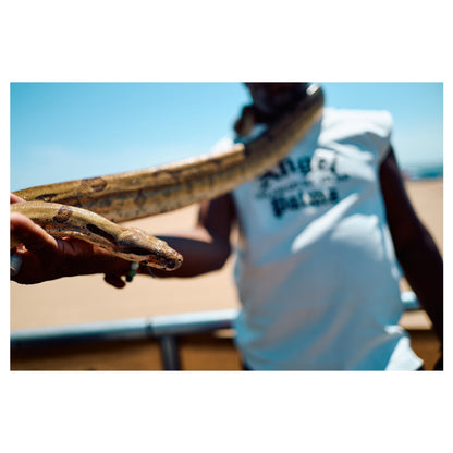 A hand holds out a snake toward a person in a white tank top on the Coney Island boardwalk, the reptile coiling in the sunlight. A color fine-art photograph by Chloe Albert from the Coney Island series, printed on Hahnemühle Photo Rag Bright White.